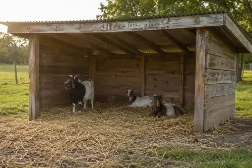 A simple three-sided wooden goat shelter with goats resting inside on dry bedding