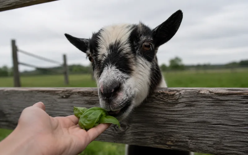 A curious goat sniffing a handful of fresh basil leaves held over a wooden fence