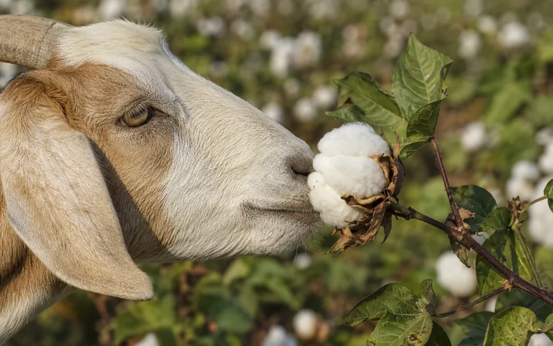 A goat sniffing a ripe cotton boll on a cotton plant in a field