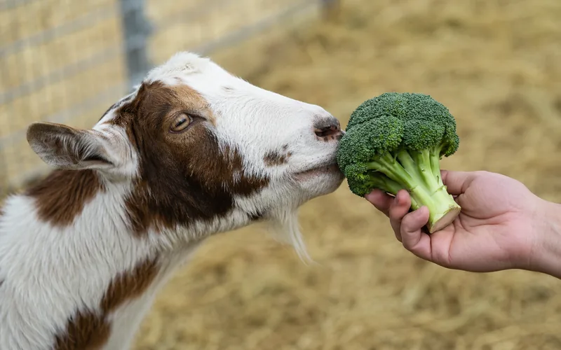 A curious brown and white goat sniffing a fresh head of green broccoli held in a person's hand