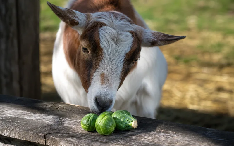 A curious brown and white goat sniffing a handful of fresh green Brussels sprouts