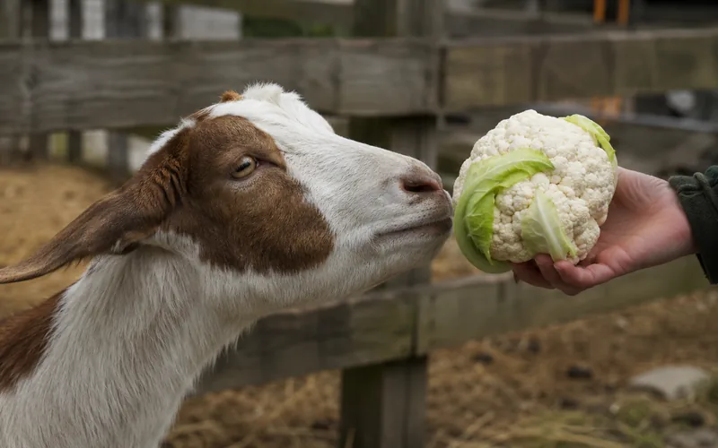 A brown and white goat sniffing a fresh white head of cauliflower held in a person's hand