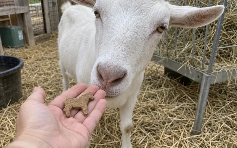 Goat sniffing a single horse cookie on an open palm