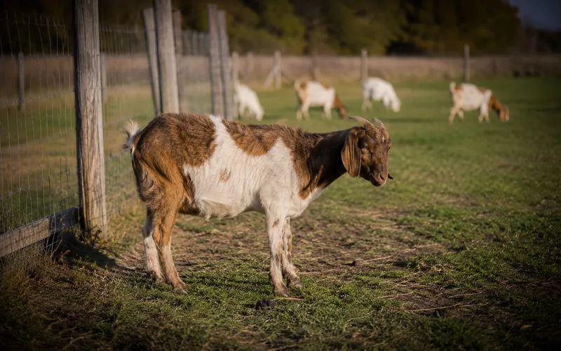 A single goat standing apart from the herd near a fence looking dull while the others graze