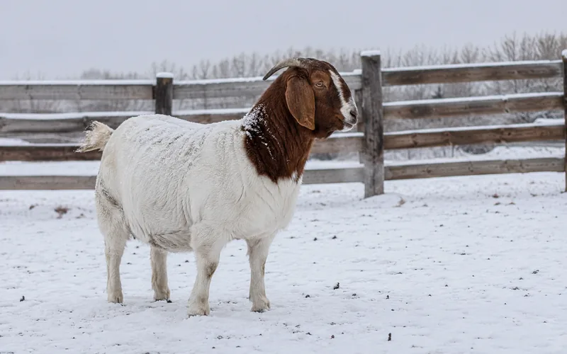 A goat standing in a snowy paddock during winter