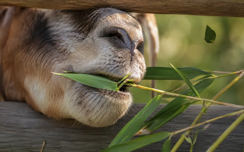 A goat stripping leaves from a freshly cut bamboo branch through a fence