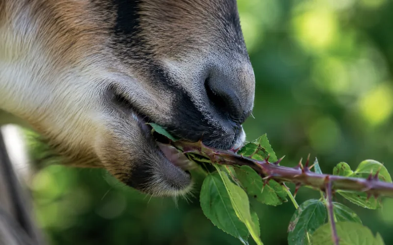 Close-up of a goat using its prehensile lips to strip leaves from a thorny blackberry cane