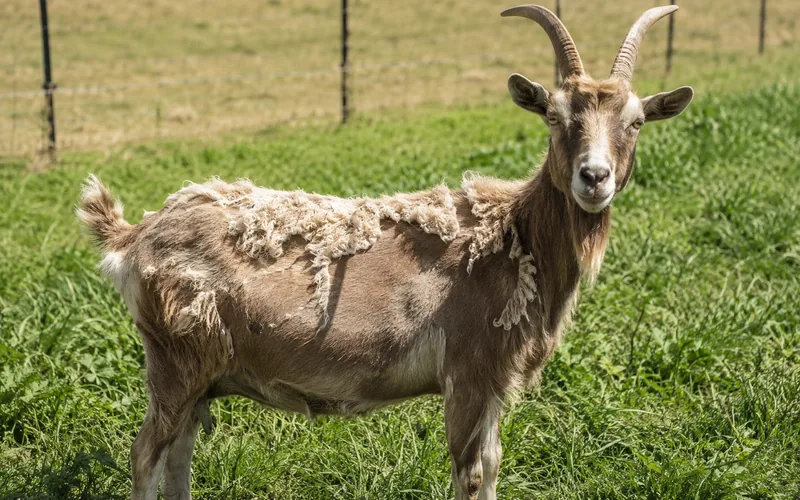 A goat shedding its coat in summer, exposing skin to sunlight
