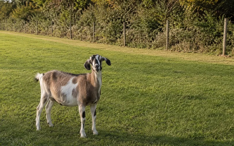 A goat standing in a neatly mowed pasture with a short, cleared buffer along the wooded fence line