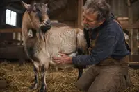Urinary Calculi in Goats: Signs, Emergency Care, and Prevention