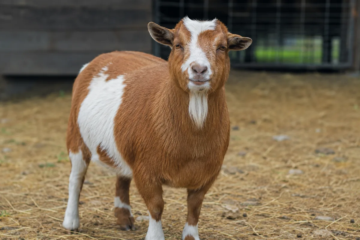 A pet wether goat standing in a barn, the highest-risk animal for urinary calculi
