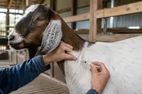 Goat Vaccines: The CDT Shot, Schedule, and What Goats Need