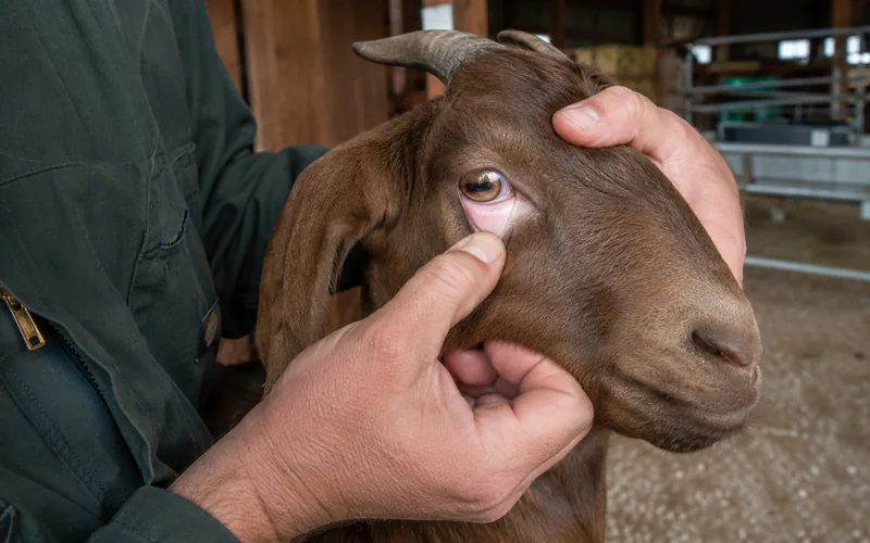 A veterinarian pulling down a goat's lower eyelid to check for pale anemia signs