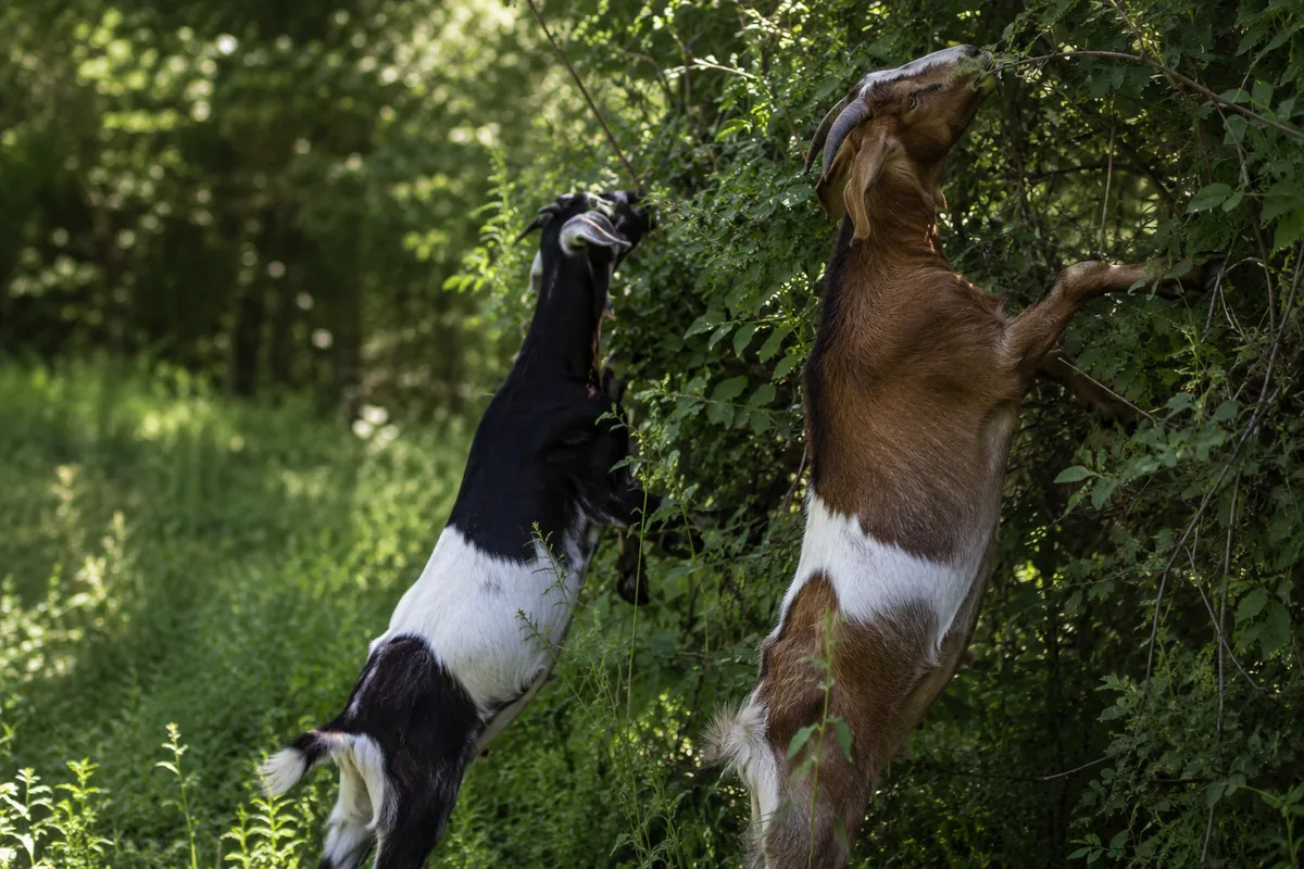 Goats browsing on tall brush and leaves, which exposes them to far fewer worm larvae than grazing short pasture