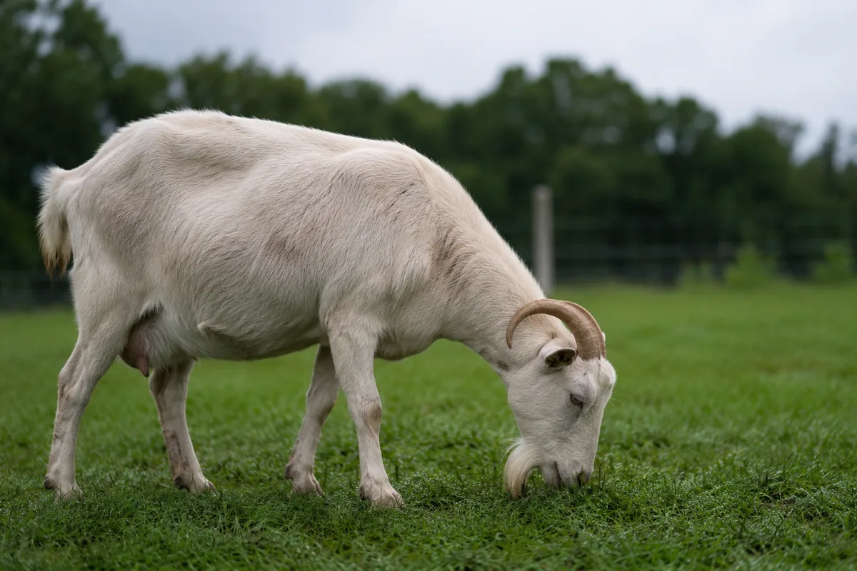 A goat owner checking a goat in a green pasture where worm pressure is highest in warm, wet weather