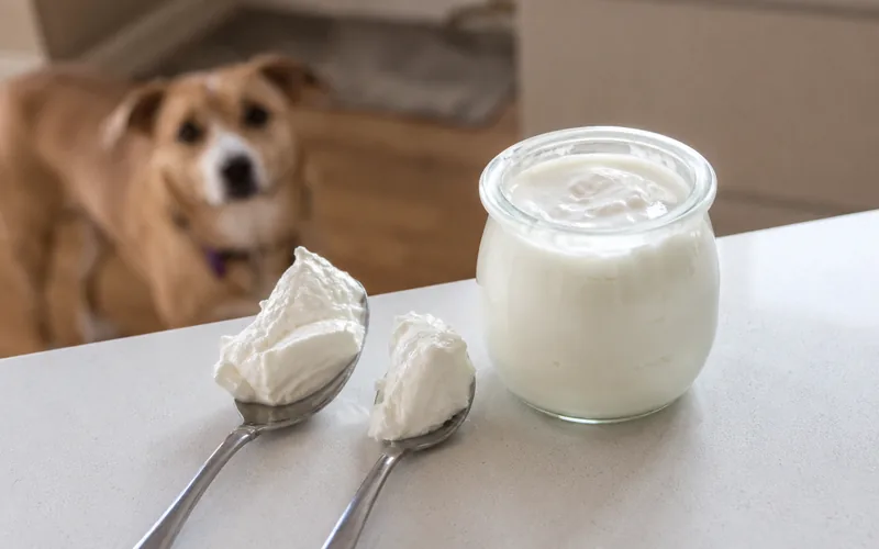 Measuring spoons of goat yogurt beside a small dog waiting at its bowl