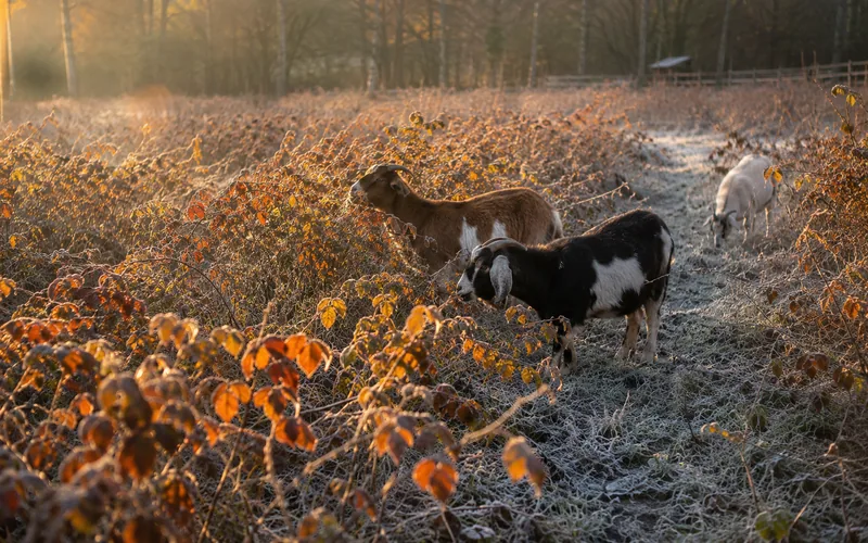 Goats grazing a frost-touched blackberry patch in autumn with orange leaves on the canes