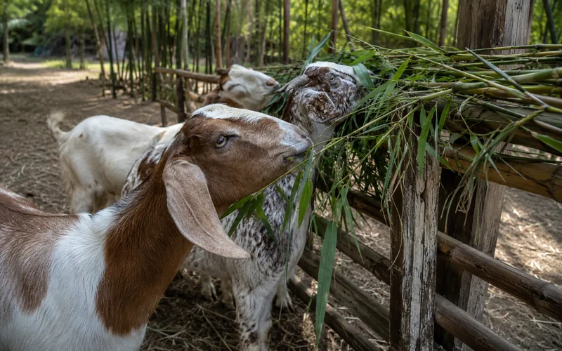 A small herd of goats reaching up to browse leafy bamboo canes along a farm fence
