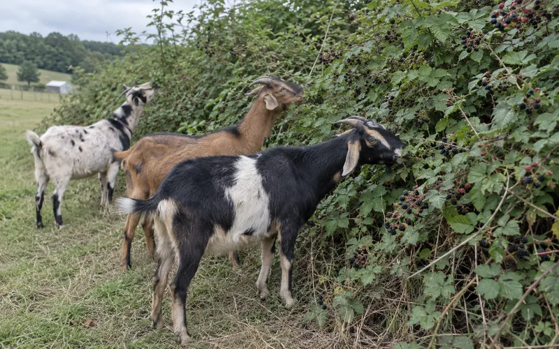 A small herd of goats browsing along the edge of a dense wild blackberry thicket
