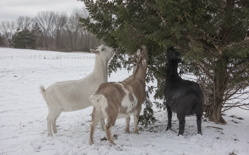 A small herd of goats browsing the green foliage of cedar trees in a snow-covered winter pasture