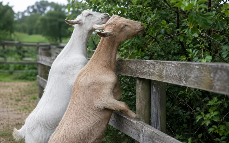 Two goats reaching over a wooden fence to browse shrubs on the other side
