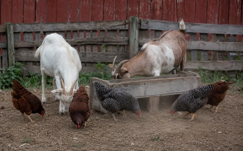 Mixed farm animals including goats and chickens near a feed trough
