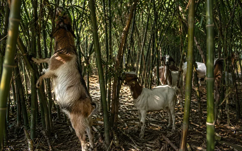 A small herd of goats clearing leaves from a dense bamboo thicket