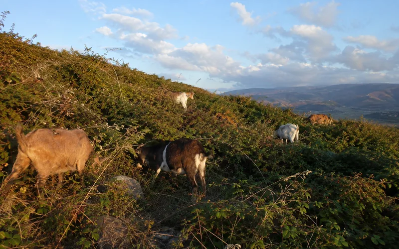 Goats working through a large overgrown blackberry bramble on a hillside