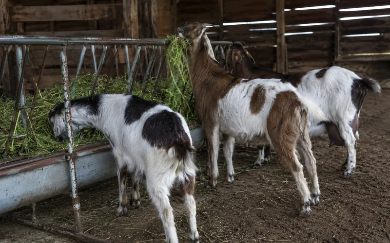 A small herd of goats eating green alfalfa hay from a metal feeder in a barn