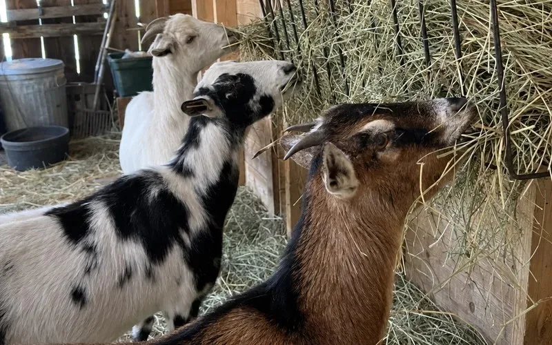 Three goats eating grass hay from a wall-mounted feeder