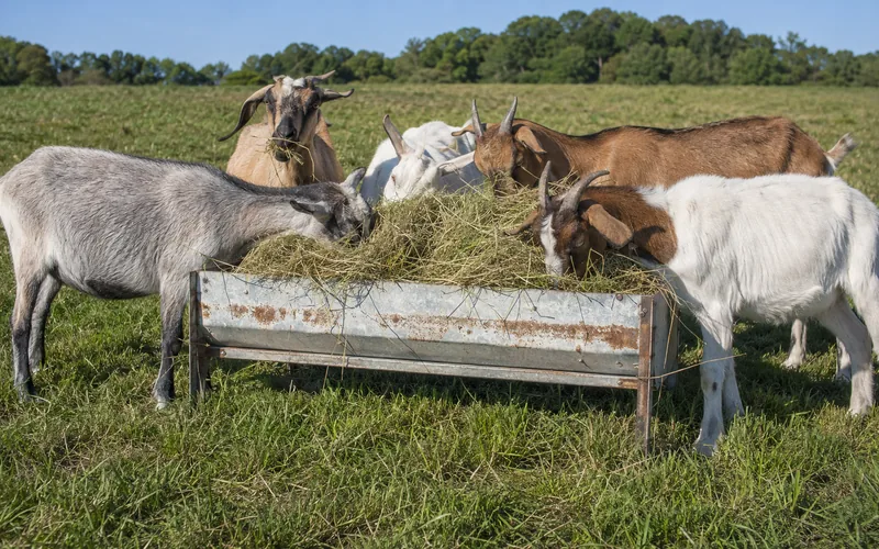 A herd of goats crowding a feeder filled with fresh hay in a sunny pasture
