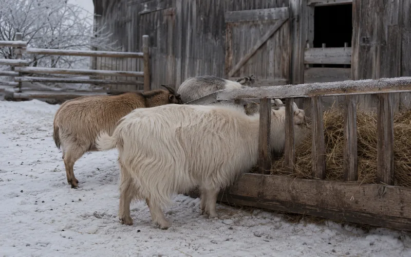 Goats eating alfalfa hay at a feeder in a snowy winter barnyard