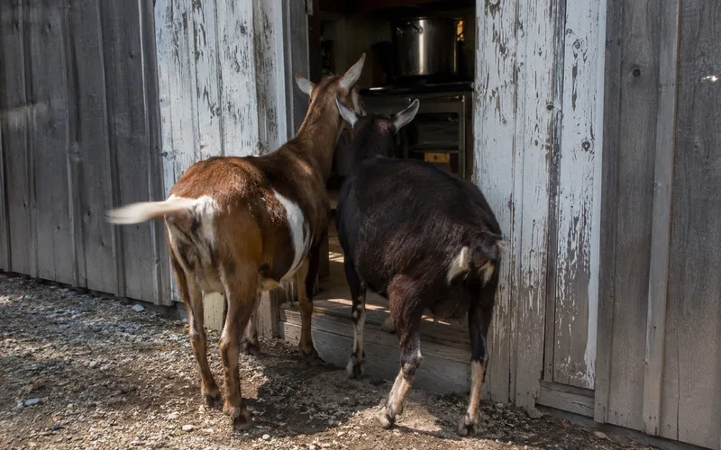 Two goats standing near a farm kitchen door beside a covered pot of pasta sauce