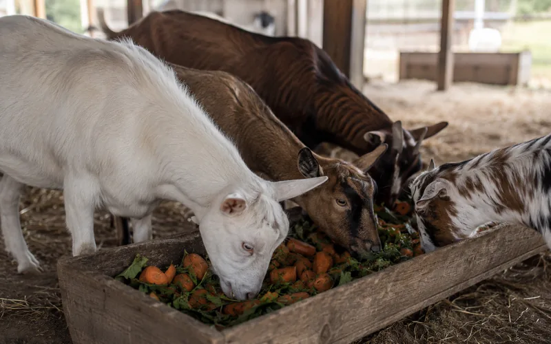 Several goats gathered around a feed trough containing chopped orange carrots and green vegetable trimmings