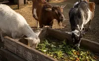 What Vegetables Can Goats Eat? The Safe List and What to Skip