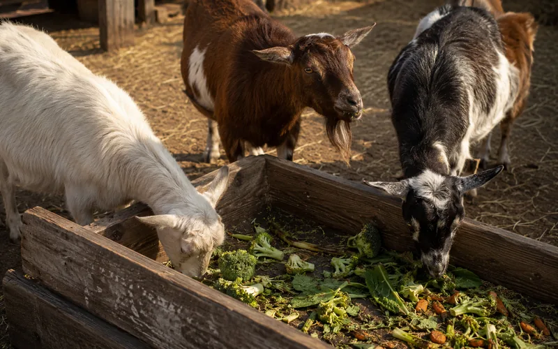 A herd of goats gathered at a feed trough with scattered green vegetable trimmings
