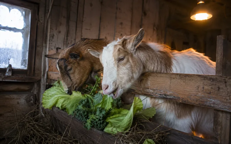 Two goats in a cozy wooden barn stall on a winter day leaning over a wooden rail to reach green cabbage leaves in a hay feeder