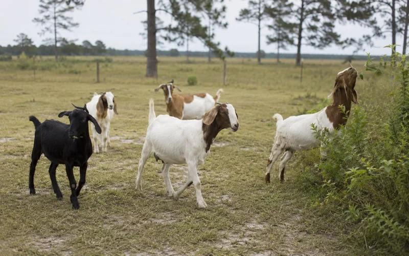 A small herd of goats walking across a pale green centipede grass pasture in the southeastern United States