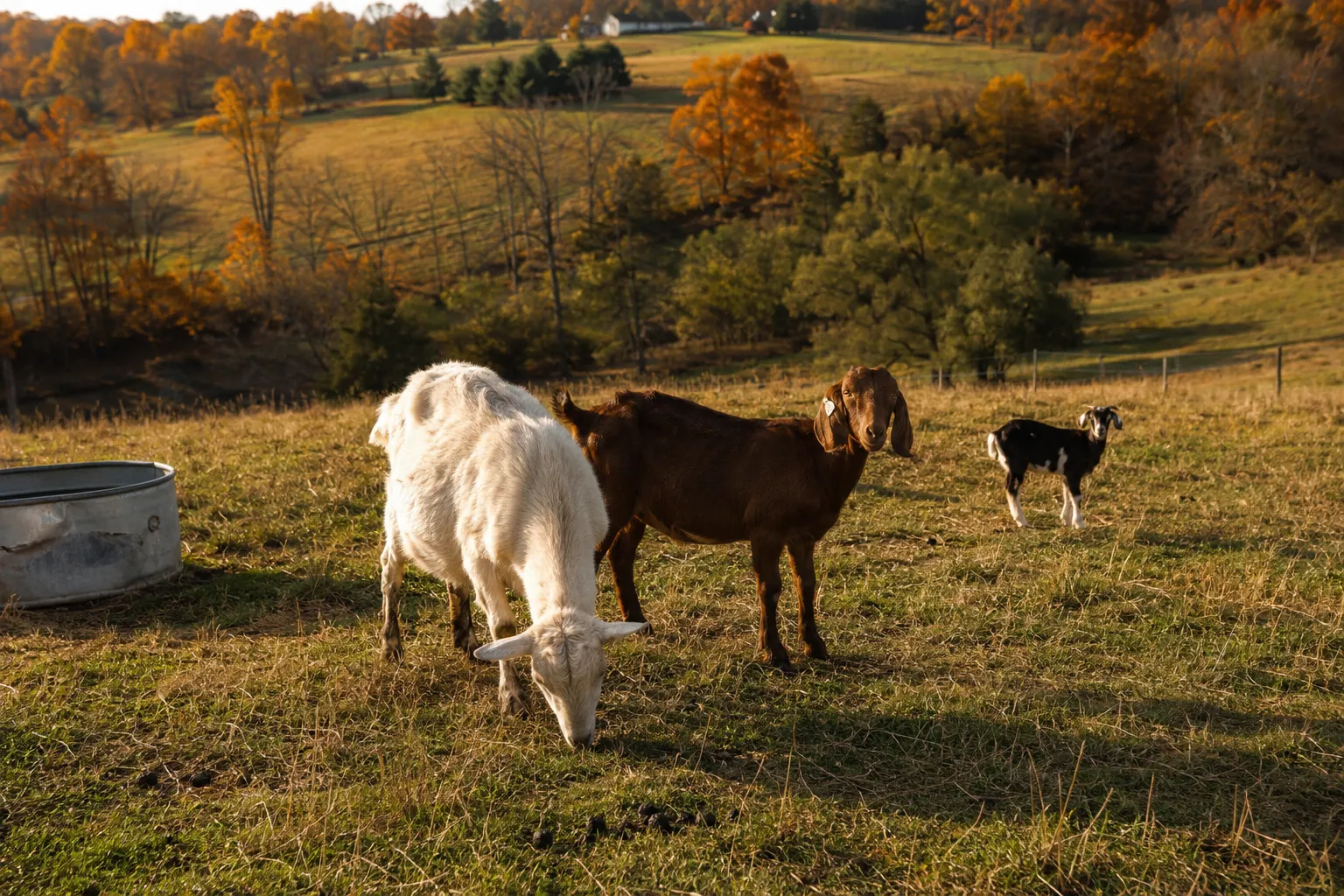 Goats grazing safely in a mixed grass and clover pasture on a clear fall day