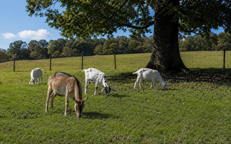 Goats grazing in an open pasture with a large mature black walnut tree providing shade at the edge
