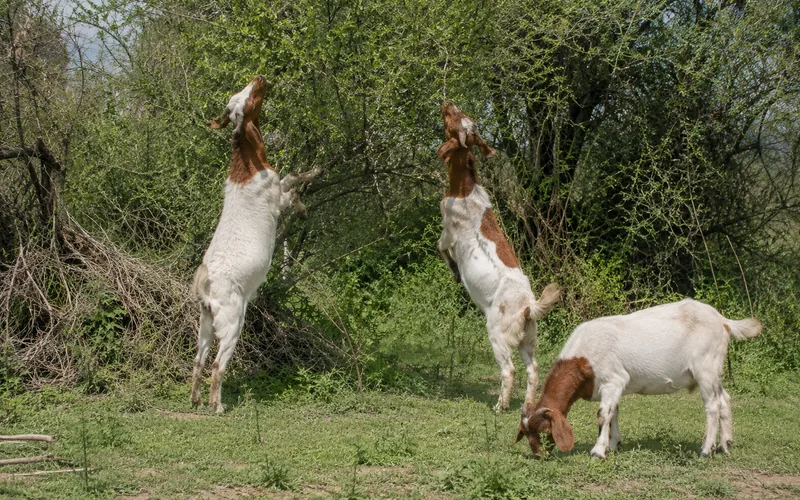 Goats browsing shrubs and grazing in an open pasture