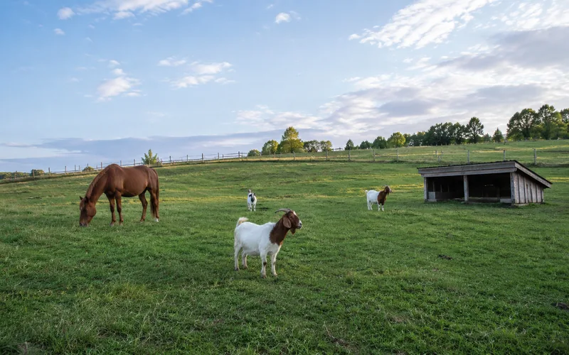 Goats and a horse spread out across a spacious shared pasture with a small goat shelter