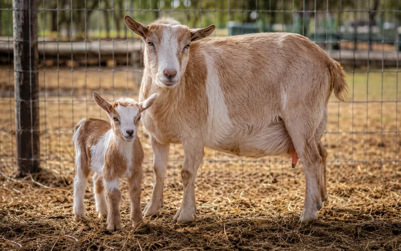 A young kid goat and a pregnant doe resting safely inside a fenced pen rather than on a tether