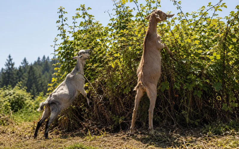 Two goats standing among tall blackberry canes reaching up to browse the leaves