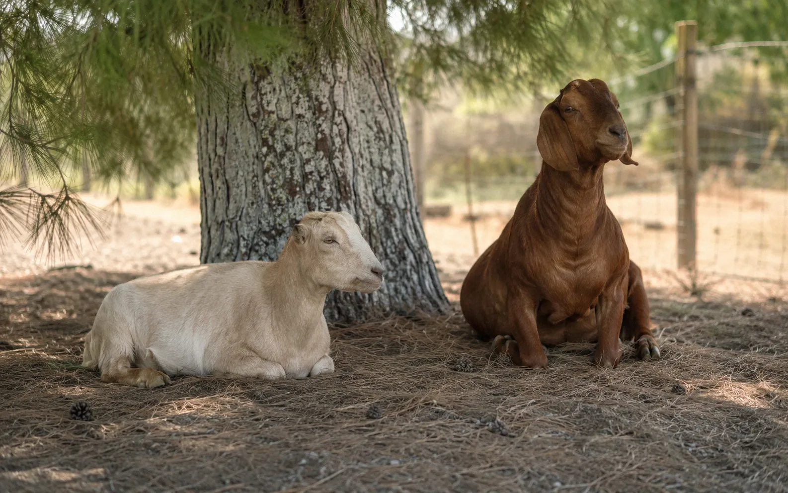Goats resting under pine trees in a fenced goat pen