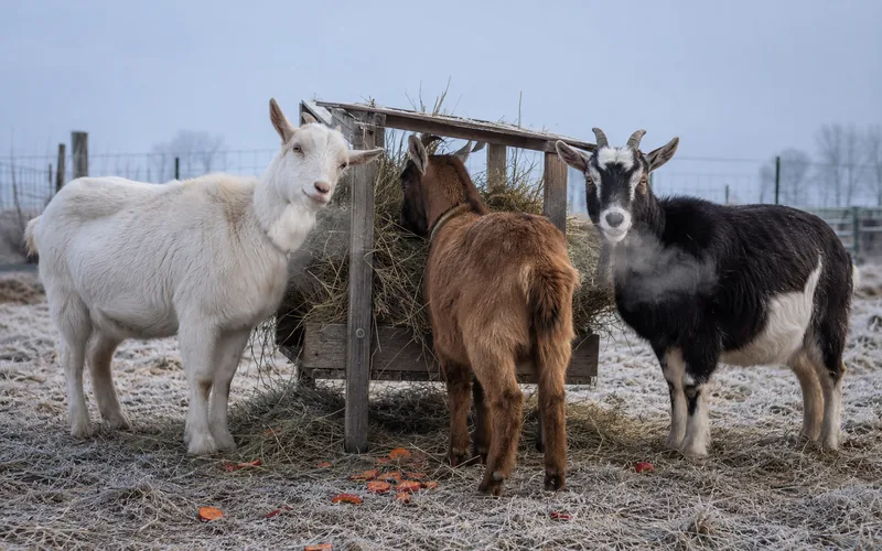 Three goats gathered at a wooden hay feeder in a winter pasture with their breath visible in cold air