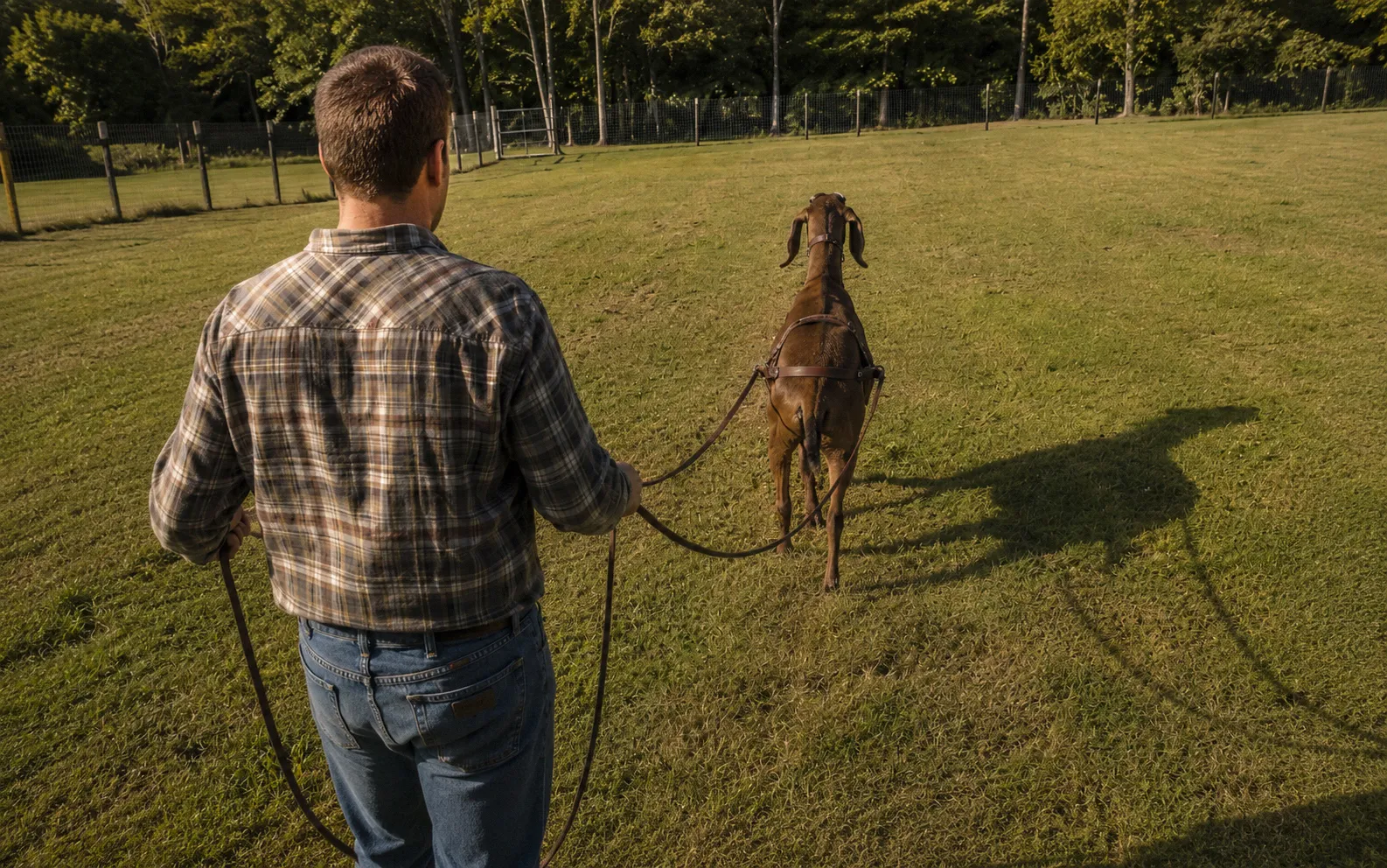 Handler ground driving a harnessed goat from behind using long driving lines across an open grass paddock