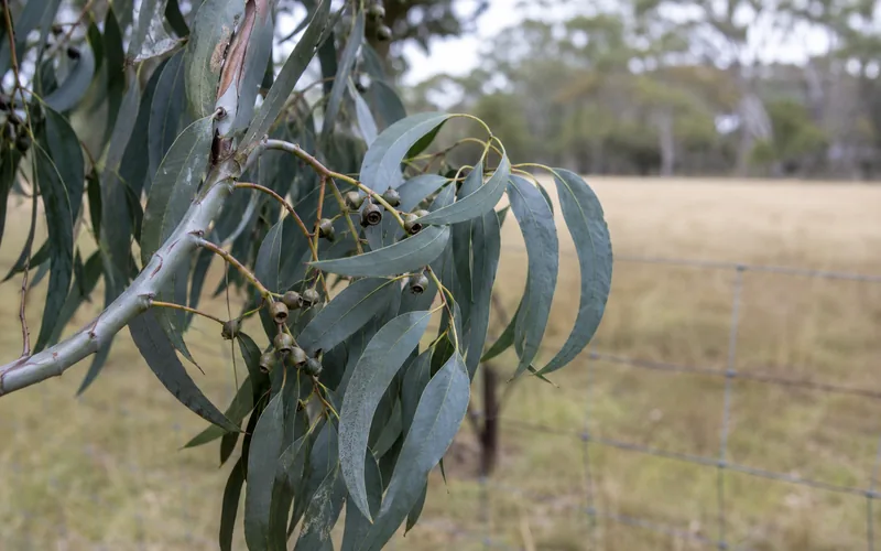 Long blue-green eucalyptus leaves on a branch beside a pasture fence