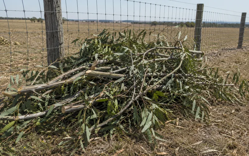 Fresh tree prunings piled against a wire pasture fence