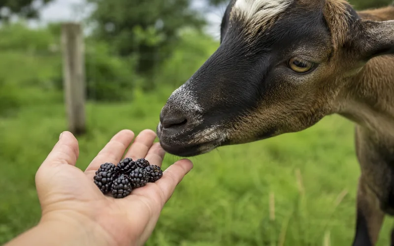A person's open hand offering a small pile of fresh blackberries to a curious goat